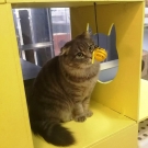 Афина