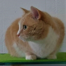 Персей