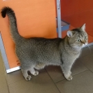 Фима
