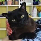 Рик