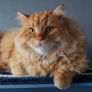 Марик