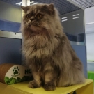 Томас