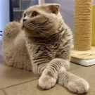 Бонзо
