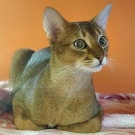 Ричард