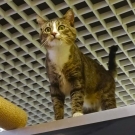 Тимон