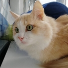 Кокос
