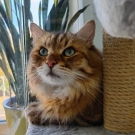 Антоний