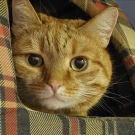 Персик