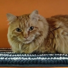 Шантик
