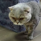 Оззик