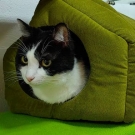 Костик
