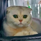 Лапочка