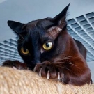 Рик