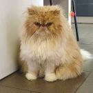 Китти