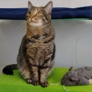 Котлета