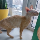 Лиса