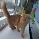 Симба