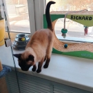 Ася