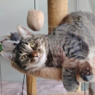 Котлета
