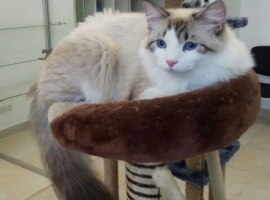 Котенок ищет родителей