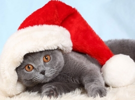 Новый год 2019 и Рождество
