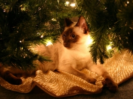 Новый год 2026 и Рождество