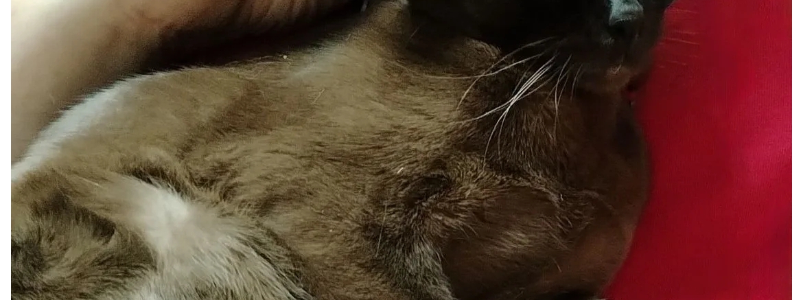 Снежана, март 2026